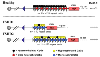 FSHD genetics and epigenetics.png