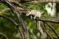 Five-striped or northern palm squirrel in Rao Jodha