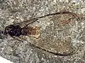 Lacewing (Neuroptera)