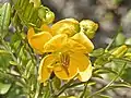 Flower of Senna odorata at the Orto Botanico dell'Università di Genova