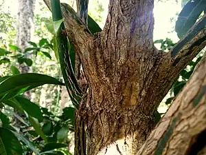 Trunk with distinctive "plaited" appearance