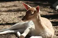 Fallow deer fawn in Uruguay