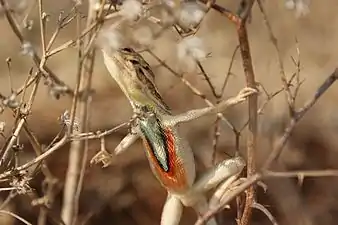 Ventral view