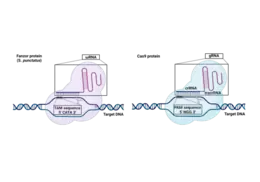 As shown in the schematic, Cas9 DNA cleavage is instructed by the gRNA and the PAM sequence “NGG” on the target DNA, where N can be any of the four DNA components (A, G, C or T). Similarly, Fanzor DNA cleavage is instructed by the ωRNA and the TAM sequence “CATA” on the target DNA1. Not an accurate representation of size and structure of the RNAs and proteins. (created using Biorender)