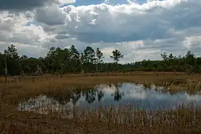 Image 4Farles Prairie in Ocala National Forest