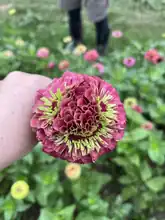 Fasciation on a zinnia that resembles a smiley face