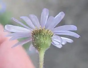 Oblique view of the involucre of subsp. latifolia