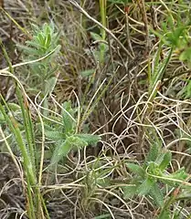 Leaves subsp. stricta