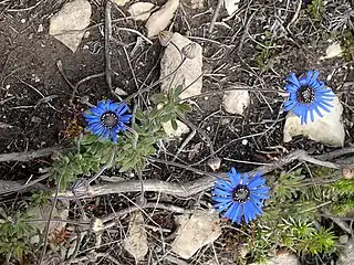 Habit of subsp. latifolia with blackish disc