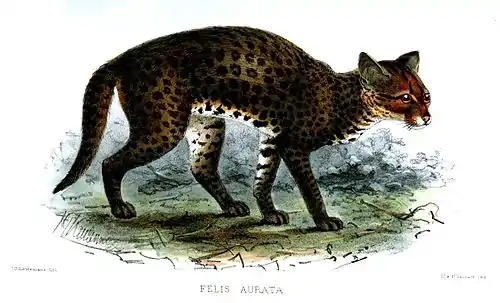 Drawing of dark spotted cat