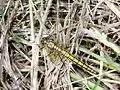 Female black-tailed skimmer dragonfly, Orthetrum cancellatum