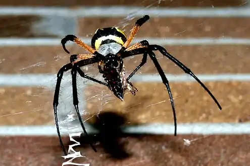 Female consuming a moth