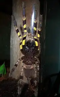 Belly of the spider Poecilotheria regalis. The bright yellow forelegs are used in deimatic displays.