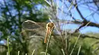 Female, face-on