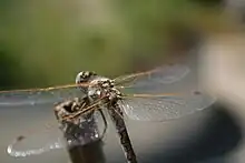 An up close view of where the wings connect to the thorax of a female variegated meadowhawk.