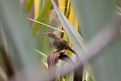 Fernbird/Mātātā (Bowdleria punctata)