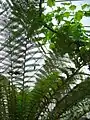 Ferns in the Glasshouse