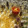 The flower of Ferocactus diguetii on Isla Cerralvo