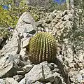 Small plant on Cerralvo Island