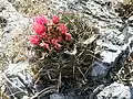 Plant with red flowers