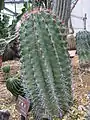 Plants of Ferocactus peninsulae