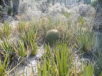 Habitat near Matehuala, San Luis Potosi