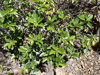 Subshrub on sunny slope