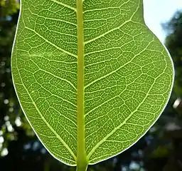 Diagnostic rounded leaf base, regular lateral venation and unbranched, curved basal pair