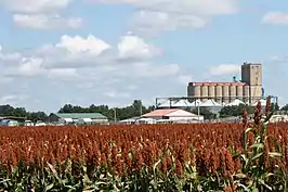 Sorghum field and grain elevator