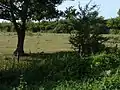 Field of Lower Mill Farm from the public footpath