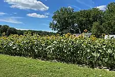 Sunflower field by the CSA farm store