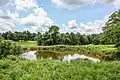 A field pond used by the cows raised at the G.T. Wilburn Grist Mill.