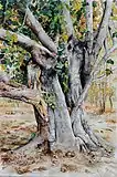 Fig Tree, 2004, Watercolor