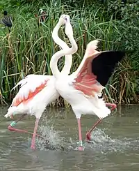 Captive flamingos fighting one another in shallow water