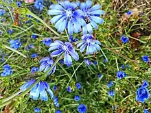 Cornflowers