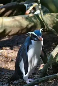 Fiordland penguin