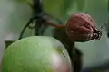 Fire blight appletree fruit