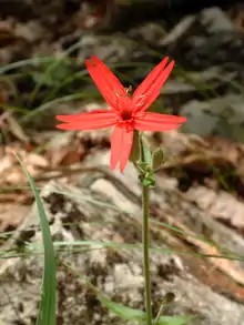 A fire pink in Mammoth Cave National Park.