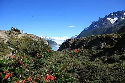 Firebush (Embothrium coccineum) near Grey Lake