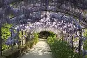 Wisteria pergola in the Giardino Bardini