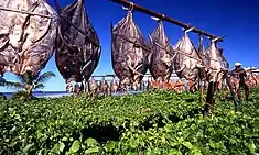 rows of fish hang from string, drying in the sun