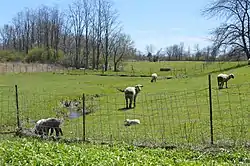 Sheep pasture on Fisher Road