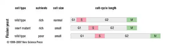 Cell-cycle length of the fission yeast depends on nutrient conditions.