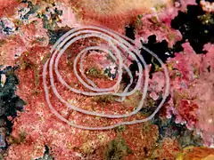 Coryphella verrucosa, spawn, Gulen Dive Resort, Norway