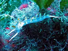 L. babai in the Ligurian Sea (Levanto)