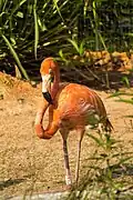 Caribbean flamingo