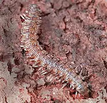 Flat-backed Millipede (Polydesmida)