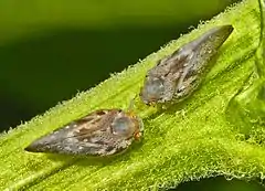 Adults, dorsal view