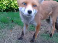 "Fleet", the urban red fox from the BBC TV series Winterwatch