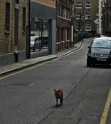 An urban red fox in central London